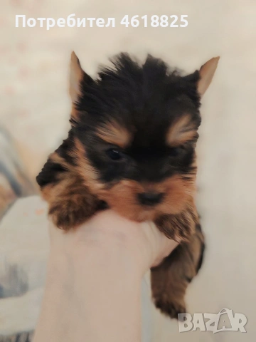 Мини йоркширски териери , снимка 3 - Йоркширски териер - 54048007