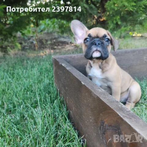 Френски булдог - Женско, снимка 5 - Френски булдог - 55008762