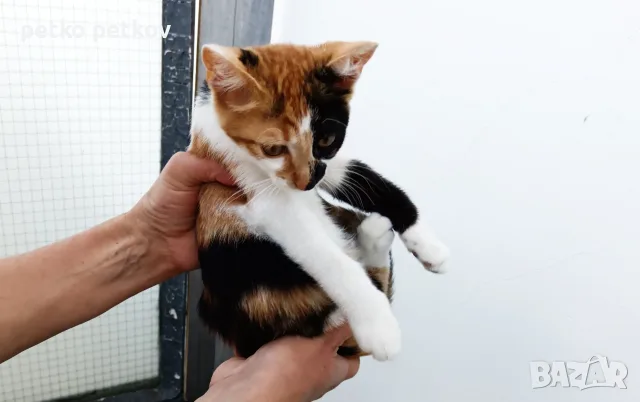 Подарявам малко котенце