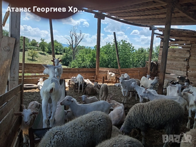 свободни ярета, пърчове, Агнета, Кочове и Пръчове 