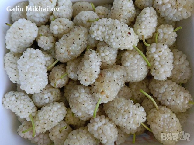 Черници, тиквени семки, лозови листа, липа цвят, снимка 6 - Домашни продукти - 54984587