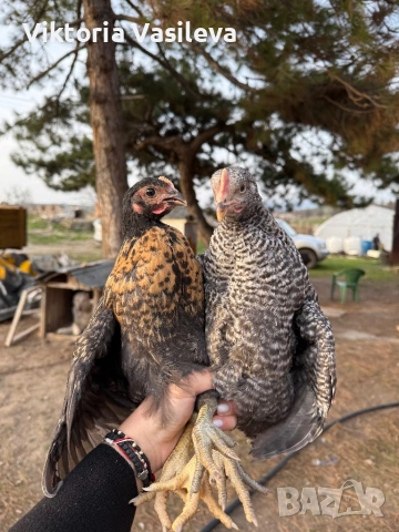 Пилета супер харко 