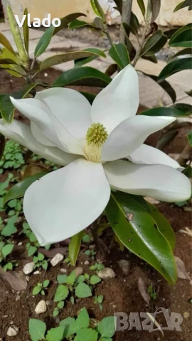 Магнолия Грандифлора(Grandiflora) - вечнозелена, снимка 2 - Градински цветя и растения - 54015708