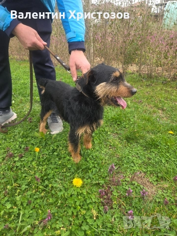 ягдтериер яктериер обучени на подземен лов и гонки, снимка 6 - Ягдтериер - 54034021