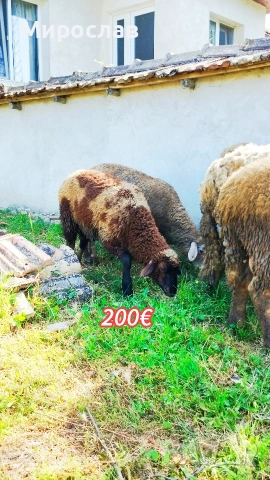 ПРОДАВАМ ДВЕ МЪЖКИ АГНЕТА 