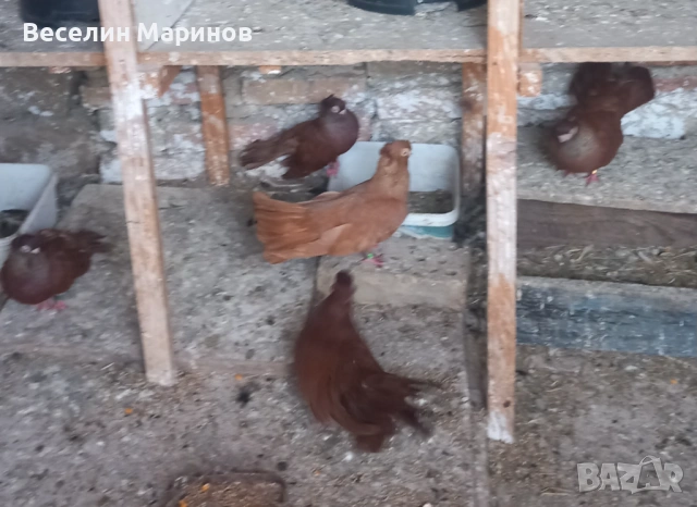   продавам  плевенски гълъби, снимка 8 - Гълъби - 54390862