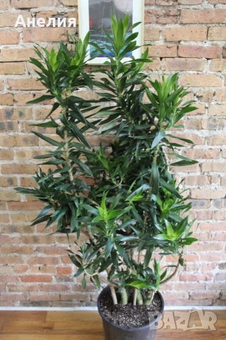 Драцена Dracaena reflexa, снимка 2 - Стайни растения - 55045758
