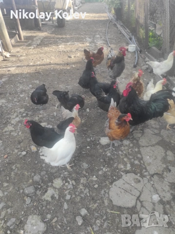 Продавам кокошки