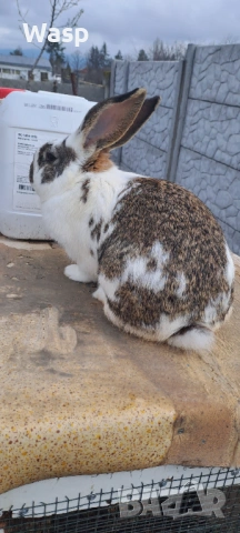 Мъжки заек,работещ