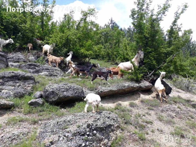 Продавам кози
