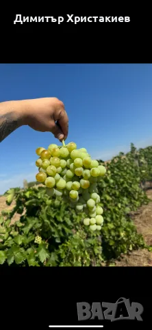 Десертно грозде за ракия и вино , снимка 2 - Други - 55701015