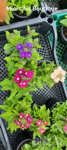 🌸  Вербена (Върбинка) Микс – Готови за засаждане! 🌸 15 бр. за 15€ , снимка 8 - Градински цветя и растения - 54796546