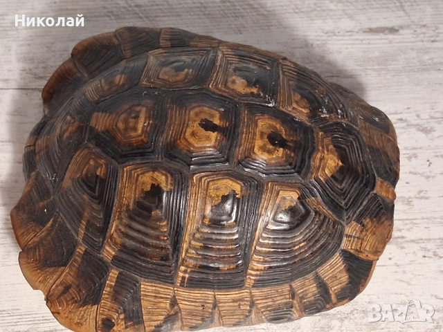 Стара Коруба от Костенурка , снимка 2 - Антикварни и старинни предмети - 54752857