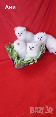 КОТЕНЦА МЕЧТА., снимка 3 - Чинчили - 54135674