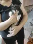 Подарявам малки котета, снимка 3