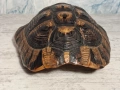 Стара Коруба от Костенурка , снимка 4