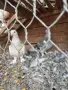 Продавам чифт турски , снимка 3