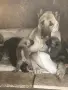 Турски кангалчета, снимка 1