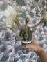 Цъфтящ кактус, снимка 5