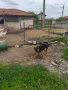 Продавам , снимка 4