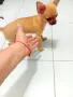Чихуахуа кученца, снимка 5