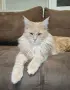 Котенца Мейн Куун , снимка 14
