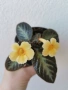 еписция sun gold , снимка 1