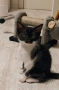 Женско коте на 2 месеца, снимка 2