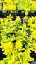 Евонимус Ауреа, Euonymus Japonica Aurea, снимка 5