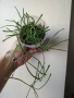 Хоя, hoya Retusa, снимка 1