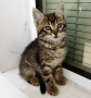 Подарявам малко котенце - момченце, снимка 1
