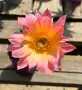 Цъфтящи Кактуси Echinopsis Hybrid омбре преливащи се цветове , снимка 12