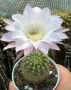 Кактус Echinopsis Hybrid нежно бял цвят с розови нюанси , снимка 4