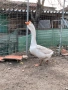 Холмогорски Гъски, снимка 5