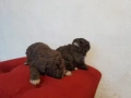 Бебета Лагото Романьоло / Lagotto Romagnolo, снимка 9