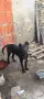 cana corsa cinsi köpegim satılık 4aylıktır tüm asılları yapık, снимка 1