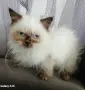 Коте порода Регдол, снимка 2