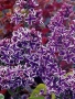 Люляк / Lilac, снимка 4