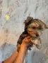 Йорки промоция мъжки, снимка 14