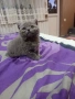  британка , снимка 1