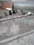 Белгийски овчарки, снимка 3