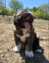 Кавказка овчарка , снимка 6