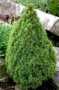 Смърч Коника, Смърч джудже,  PICEA GLAUCA CONICA, снимка 3