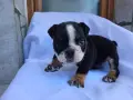 Английски Булдог Черен и Син , снимка 7