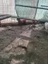 Декоративни кокошки, снимка 4