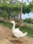 Качулата чешка гъска, снимка 10