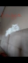 Ангорска котка, снимка 9