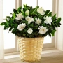 Гарденията (Gardenia jasminoides), снимка 3
