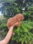 Кавапу, снимка 3