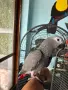 Бебе кралско жако, снимка 4